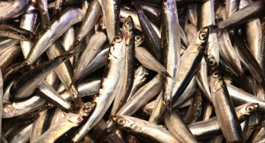 Karadeniz’de Hamsi Bolluğu Balık Tezgahlarını Şenlendirdi