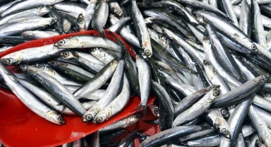 Karadeniz'in o kentinde hamsinin kilogramı 50 liradan satılıyor