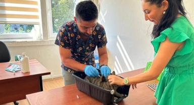 Kedi ve Köpek Sahipleri Dikkat: Kimliklendirme İçin Son Tarih Ne Zaman?