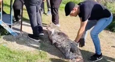 Oltaya takılan 50 kiloluk dev balık şaşırttı