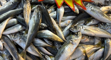 Palamut Gürcistan'a kaçınca tezgahlar hamsiyle doldu