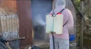 Tarım Ekipleri Sahada: Tirebolu’da Kahverengi Kokarca Avı