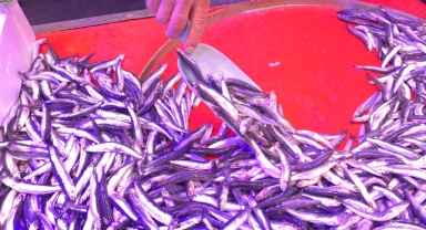 Tezgahlarda Hamsi Revaçta, Palamut Az: Fiyatlar Cep Yakıyor