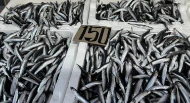 Tezgahtaki hamsi yerini diğer çeşit balıklara bırakıyor