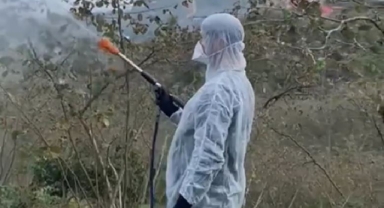 Tirebolu'da Kahverengi Kokarcaya Karşı Kışlık Mücadele Başlatıldı