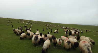 Üreticilere Önemli Duyuru: Destekleme Takvimi Değişti