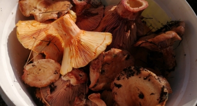 Uzmanından doğadaki mantarlarla ilgili uyarı