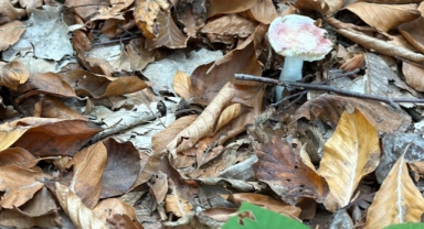 Uzmanından mantar uyarısı: 