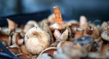 Uzmanından mantar zehirlenmelerine karşı uyarı