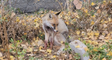 Yaralı halde okul bahçesine sığınan tilki koruma altına alındı