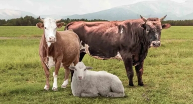 Yetiştiriciler Dikkat! Hayvancılık Desteklerinde Başvuru Süresi Doluyor