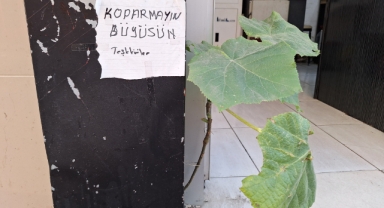 Esnaf, iş yerindeki duvarın arasından çıkan fidanı büyütüyor!