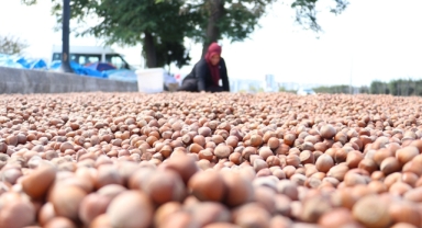 Fındık Piyasasında Dengeler Değişiyor! Giresun Zirveye Dayandı