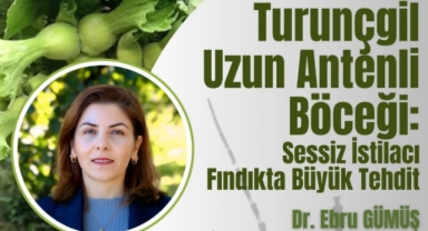 Fındıkta Yeni Tehdit Gündemde! Sessiz İstilacı Panelde Tartışılacak