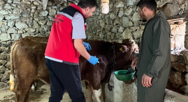 Giresun’da 450 binden fazla hayvan aşılandı