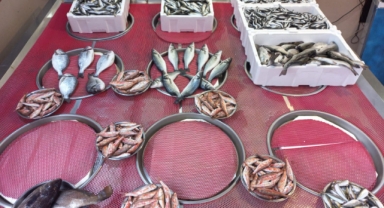 Giresun'da balık fiyatları bugün ne kadar?