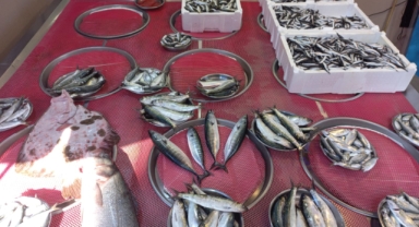 Giresun'da balık fiyatları bugün ne kadar?