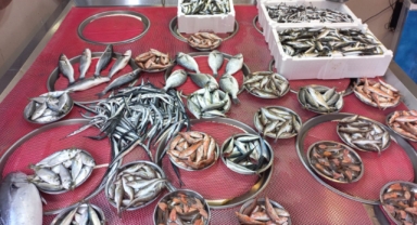 Giresun'da balık fiyatları bugün ne kadar? Hamsi kaç TL? 