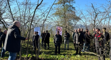 Giresun'da Fındık Bahçelerinde Kıyasıya Rekabet!