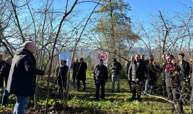 Giresun'da Fındık Bahçelerinde Kıyasıya Rekabet!