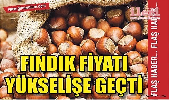 Giresun'da fındık fiyatları yükseliş bandında! 