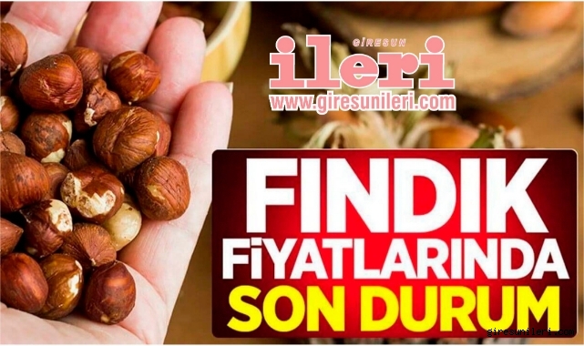 Giresun'da fındık piyasasında son durum… Fındık fiyatları ne kadar?
