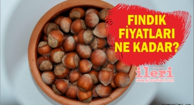 Giresun'da fındık piyasasında son durum… Fındık fiyatları yükseldi mi?