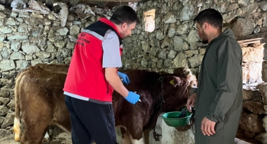Giresun’da Hayvan Hastalıklarıyla Mücadele Güçlendi! Sonbahar Dönemi Şap Aşılama Kampanyası Başarıyla Tamamlandı