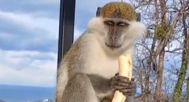 Giresun’da İlginç Olay! Hayvanat Bahçesinden Kaçtı, Balkonda Bulundu