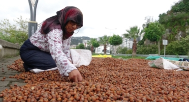 Giresun fındığında sert düşüş! Üretici umudunu yeni yıla bıraktı