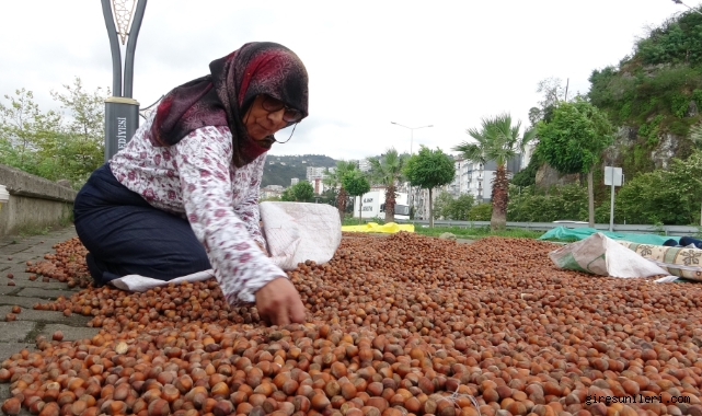 Giresun fındığında sert düşüş! Üretici umudunu yeni yıla bıraktı