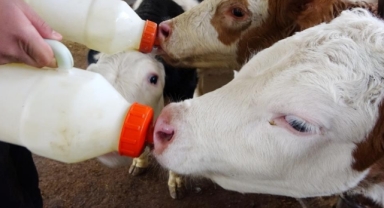 Giresun Tarım ve Orman Müdürlüğü’nden Buzağı Sağlığı İçin Kritik Uyarılar