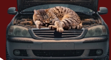 Giresun Valiliği’nden Sokak Hayvanları İçin Hayati Uyarı