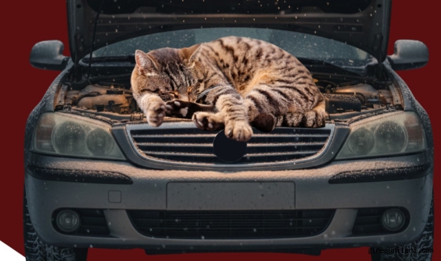 Giresun Valiliği’nden Sokak Hayvanları İçin Hayati Uyarı