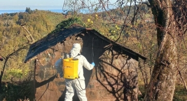 Görele’de Kahverengi Kokarcaya Karşı İlaçlama Çalışmaları Sürüyor 