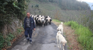 Güce’de Yayla Göçü Başladı: Besiciler Dönüş Yolunda