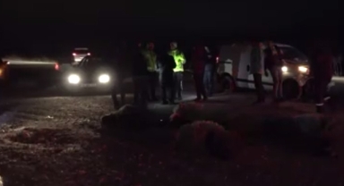 Hafif ticari araç sürüye daldı, 10'dan fazla koyun telef oldu