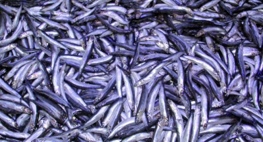 Hamsi Bol, Gelir Düşük: Karadeniz’de Zorlu Sezon