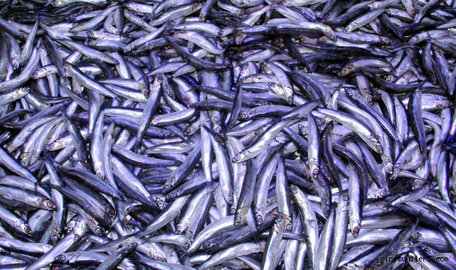 Hamsi Bol, Gelir Düşük: Karadeniz’de Zorlu Sezon