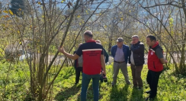 Keşap’ta Kahverengi Kokarca Mücadelesi: Ekipler Sahada
