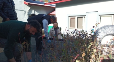 Maviyemiş Üretimi Espiye'de Yaygınlaşıyor