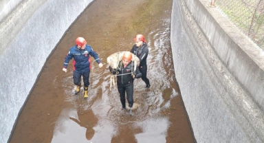 Ordu'da su kanalına düşen karaca itfaiye ekiplerince kurtarıldı