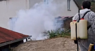 Tirebolu'da Tarım Ekiplerinden Kahverengi Kokarca Mesaisi