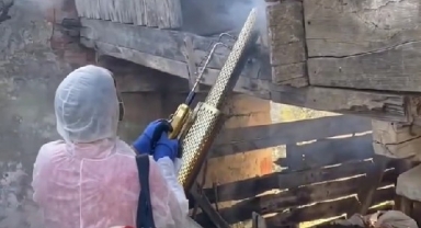 Tirebolu’da Zararlı Böcek Mücadelesi: Ekipler Sahada