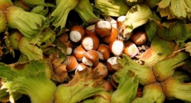 Türk fındığı Hindistan'da tüketicilerle buluşturuldu