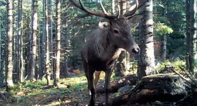 Yaban hayatı fotokapana yansıdı