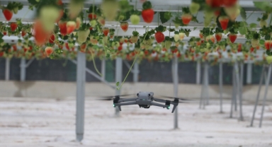 Yapay zeka destekli topraksız serada üretilen çilek 7 ülkeye ihraç edildi