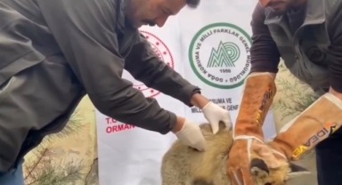 Yaralı kızıl tilki tedavi edilerek doğaya salındı
