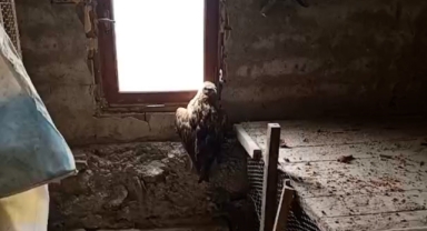 Yaralı şahin koruma altına alındı