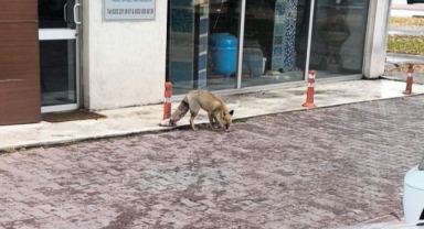 Yiyecek arayan tilki sokağa indi